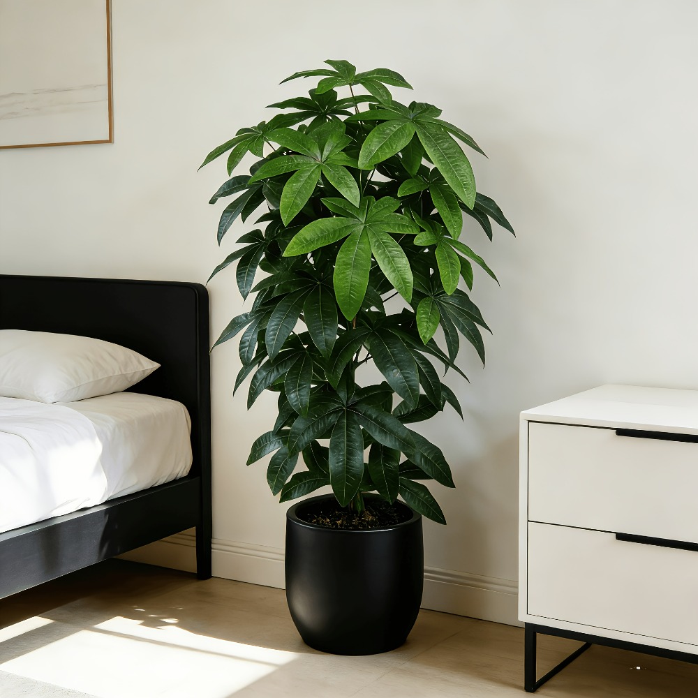 Snake Plant - Bilimsel olarak bilinen para ağacı olan