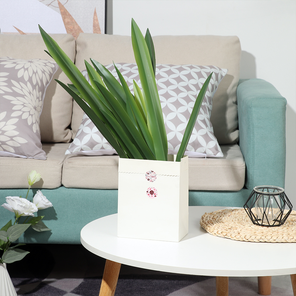 Parti malzemeleri yüksek derec - Snake Plant incelemesi ve fiyatı