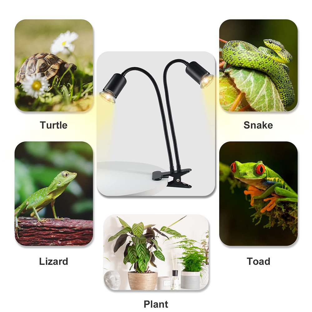 Sürüngen ısı lambası dönen çif - Snake Plant incelemesi ve fiyatı