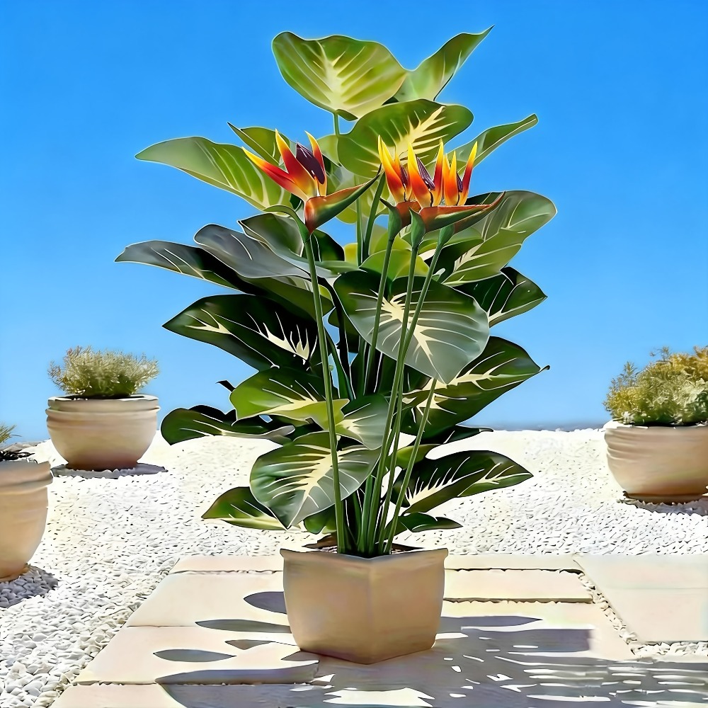 Bahçeler, Alışveriş Merkezleri - Fiddle Leaf Fig incelemesi ve fiyatı