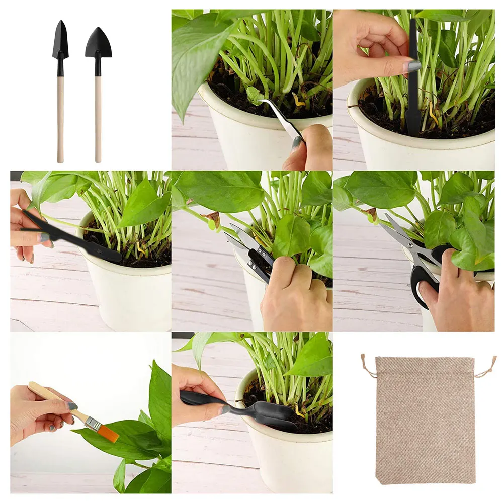 Kapalı bitki için 13 adet etli - Succulent Set incelemesi ve fiyatı