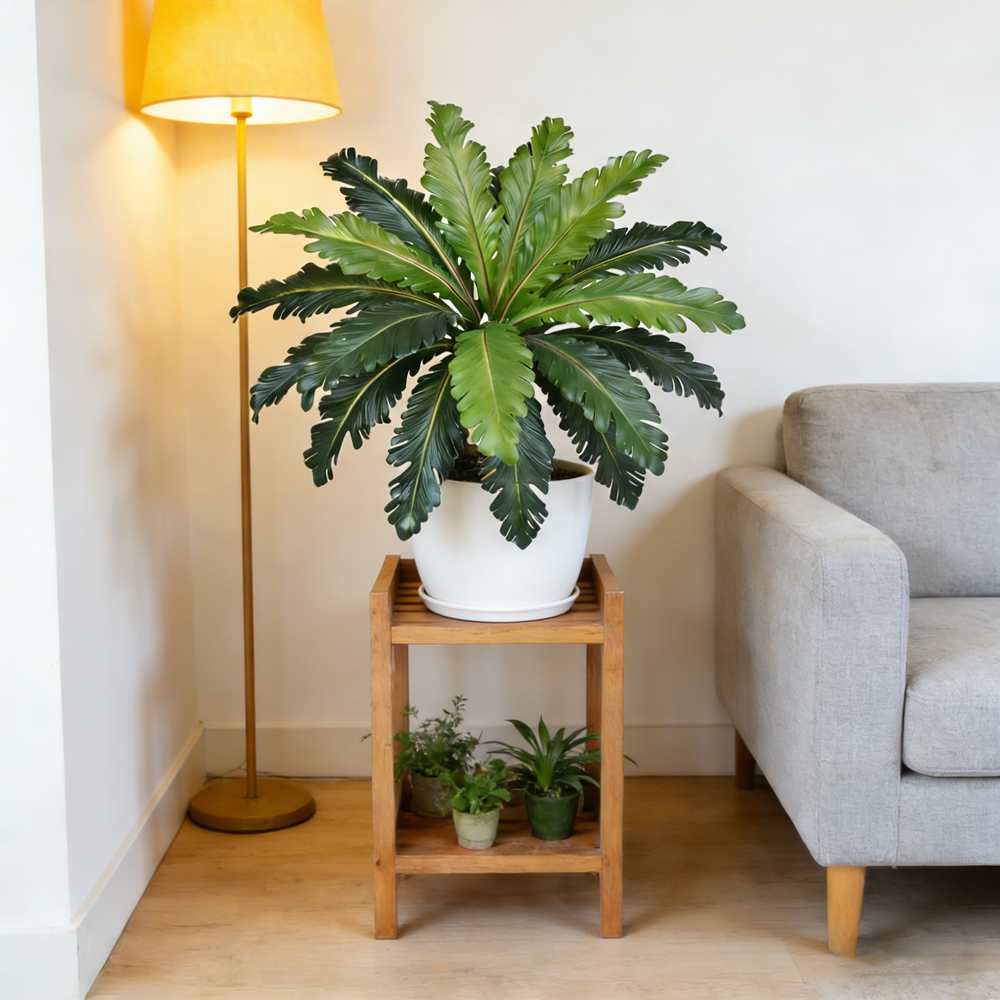 45-50cm Tropikal Sahte Pers Ya - Snake Plant incelemesi ve fiyatı