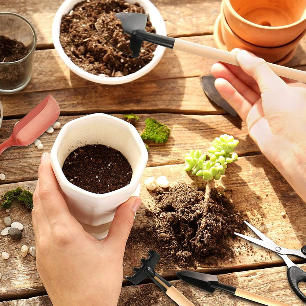 Etli Bitkiler Araçları Mini Ba - Succulent Set incelemesi ve fiyatı